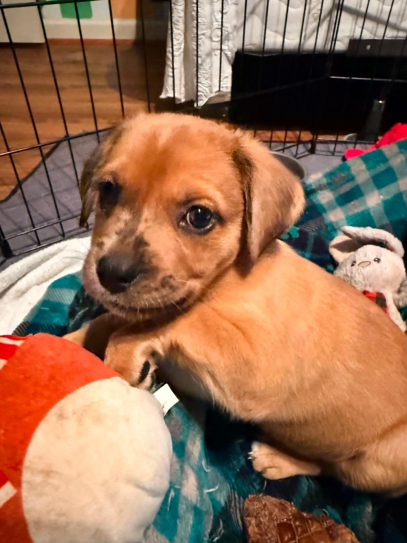 Blue, a Adoptable mixed breed in Roxboro, NC image 2/3