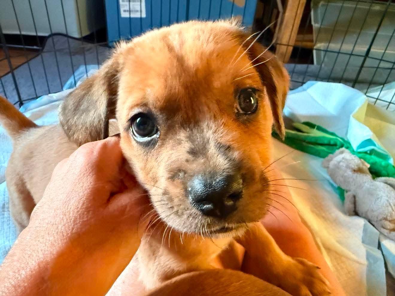 Blue, a Adoptable mixed breed in Roxboro, NC image 3/3