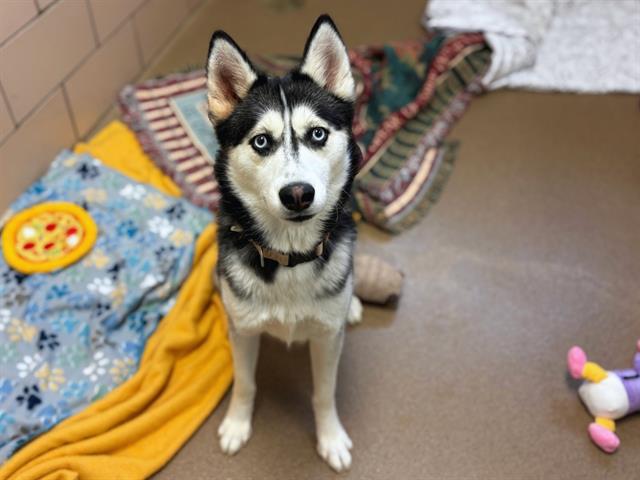 Enlarge LOLA, a Adoptable Siberian Husky in Fort Wayne, IN image 1/1