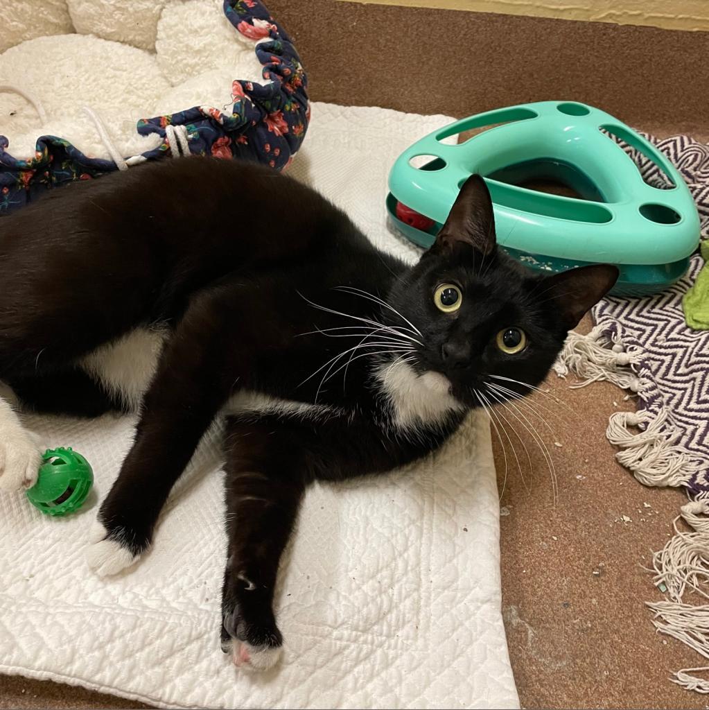 Pumba — thumbnail 2