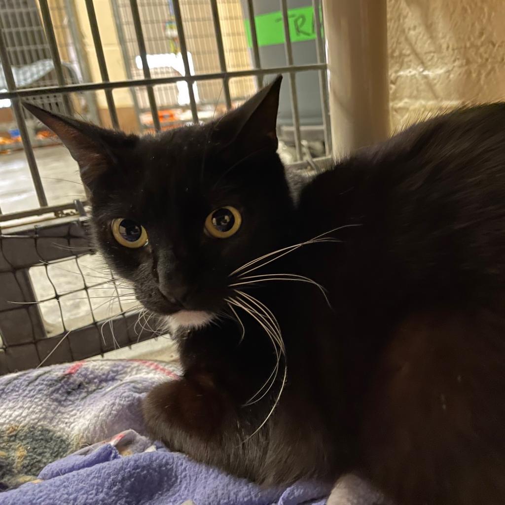 Pumba — thumbnail 3