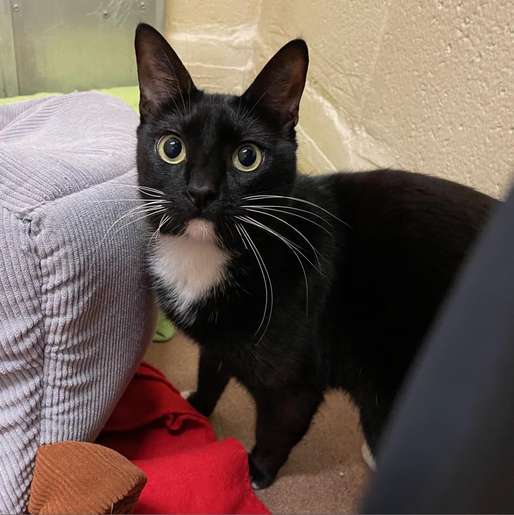 Pumba — thumbnail 4