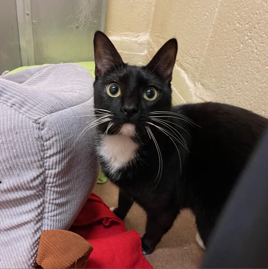 Pumba — thumbnail 5