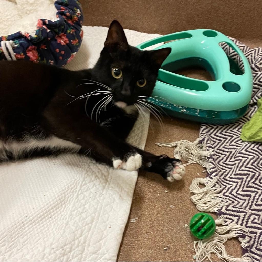 Pumba — thumbnail 6