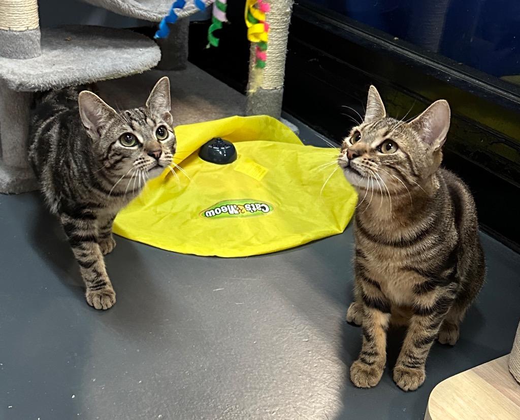 Paulie, Adoptable, Kitten Male Domestic Short Hair.