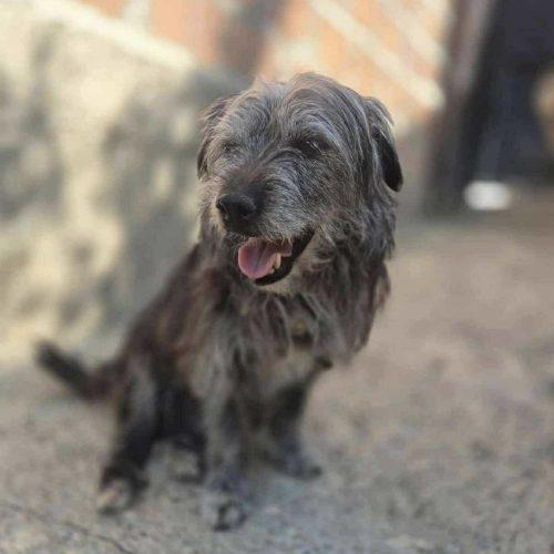 Lottie, Adoptable, Senior Female Terrier & Mixed Breed.