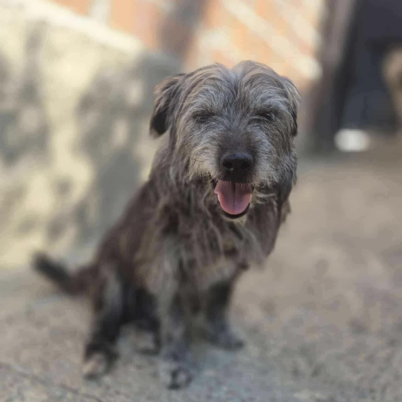 Enlarge Lottie, a Adoptable mixed breed in Verona, NJ image 2/2