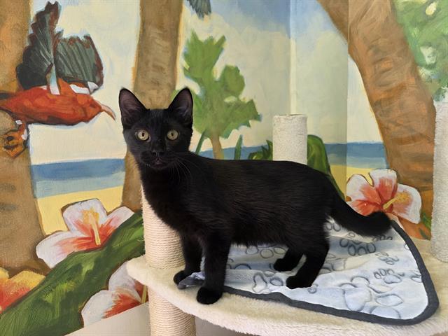 SAM, Adoptable, Kitten Male Domestic Short Hair.