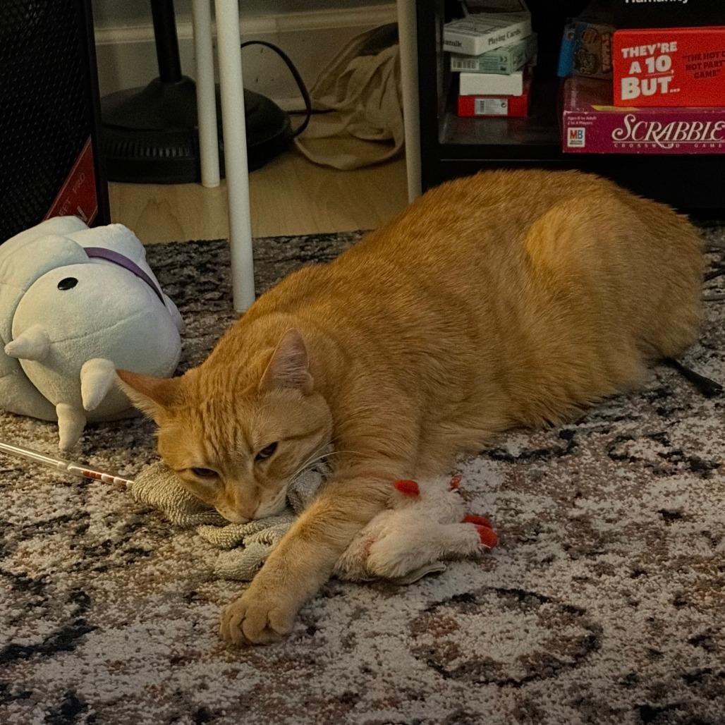 Enlarge Gimli, an adopted Domestic Short Hair in Evanston, IL image 3/5