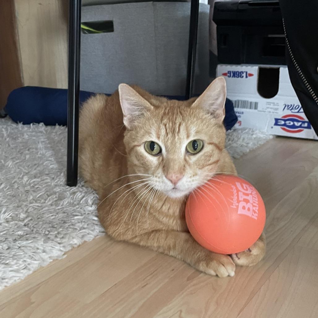 Enlarge Gimli, an adopted Domestic Short Hair in Evanston, IL image 5/5