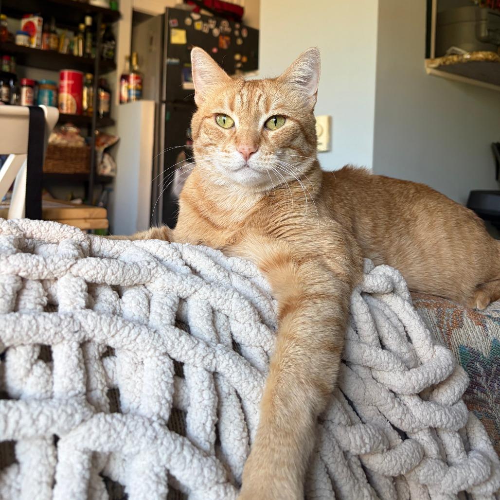 Enlarge Gimli, an adopted Domestic Short Hair in Evanston, IL image 1/5