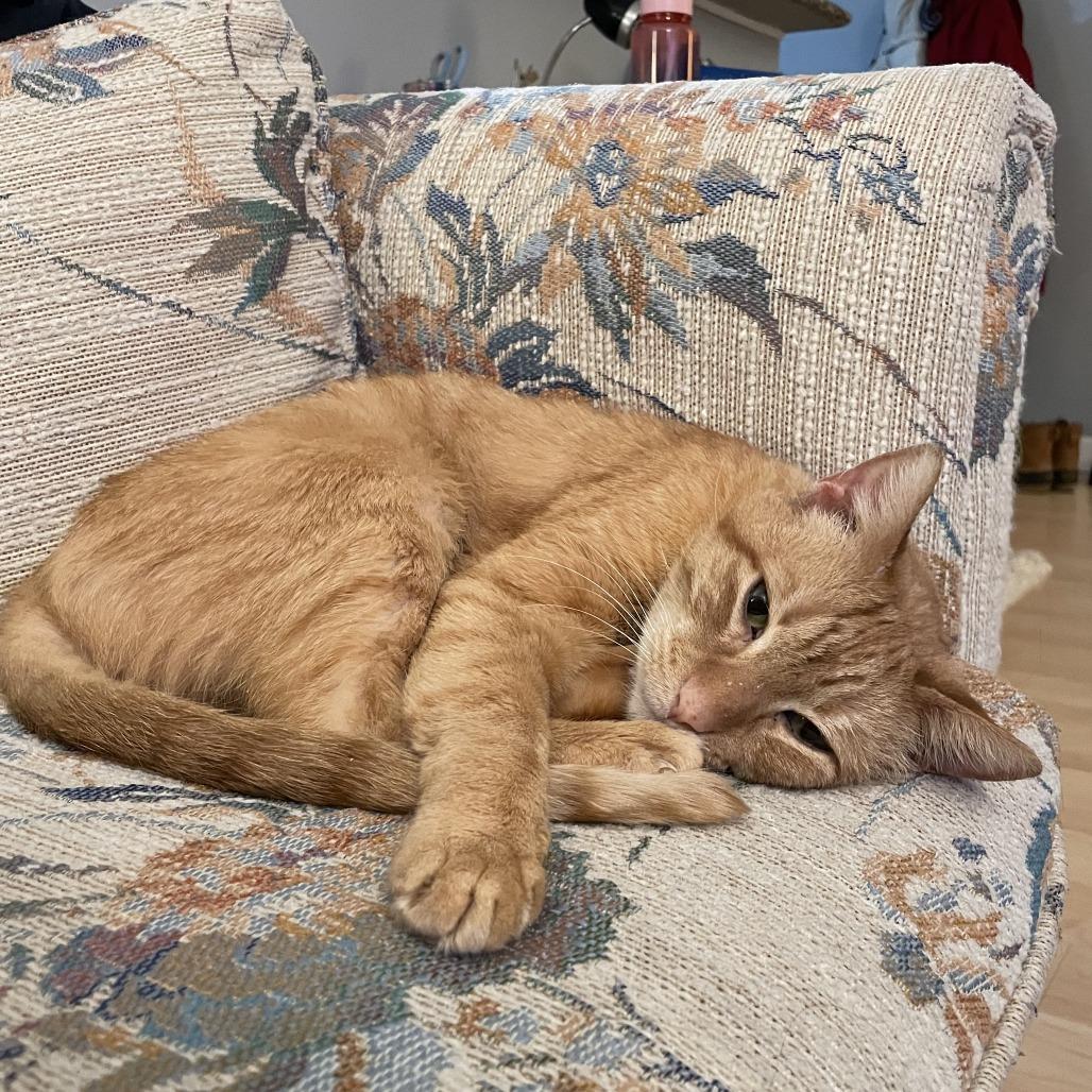 Gimli, ADOPTABLE, Adult Male Domestic Short Hair.