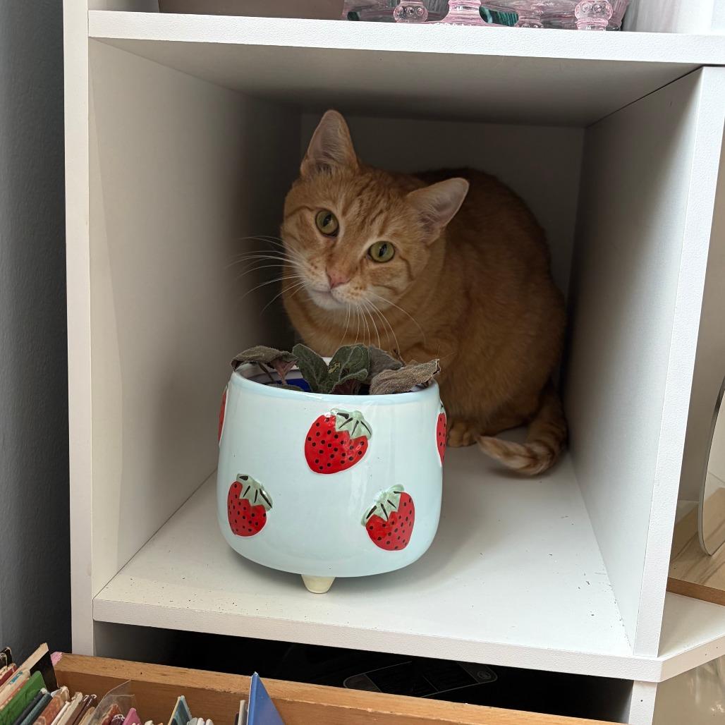 Enlarge Gimli, an adopted Domestic Short Hair in Evanston, IL image 4/5