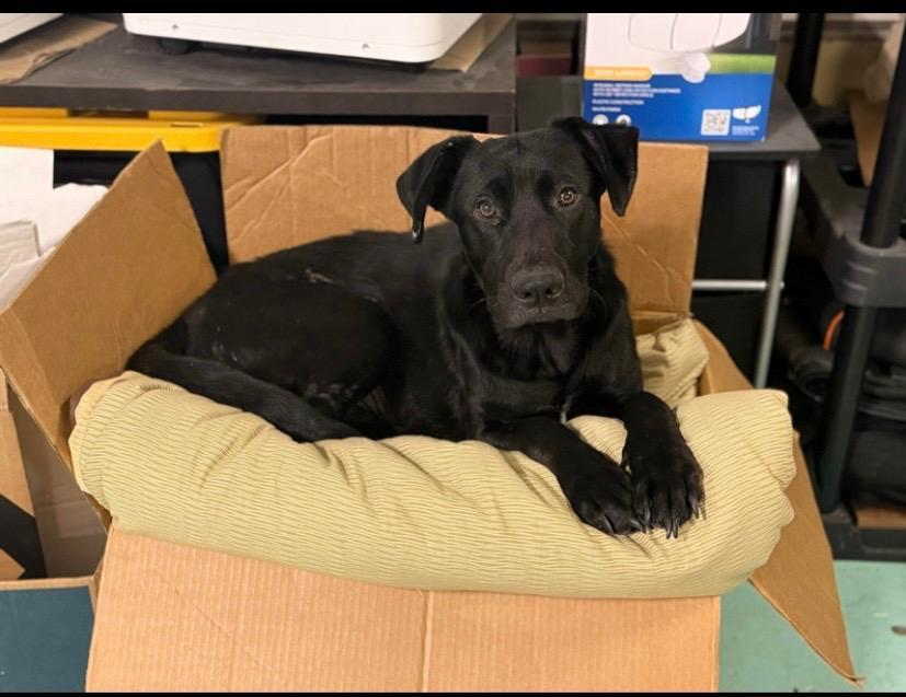 Enlarge Asher, a ADOPTABLE mixed breed in Milton, PA image 2/3