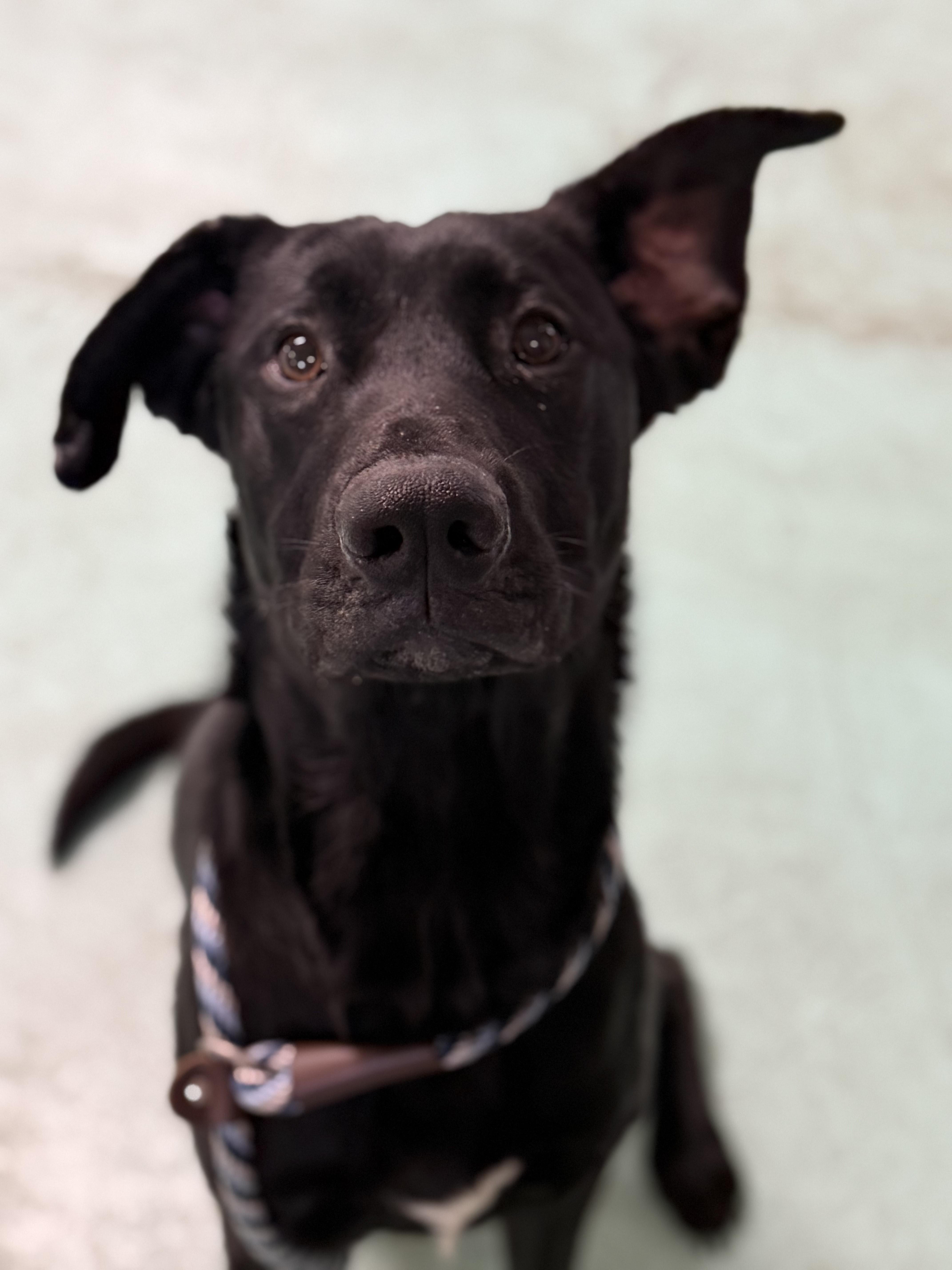 Enlarge Asher, a ADOPTABLE mixed breed in Milton, PA image 4/4