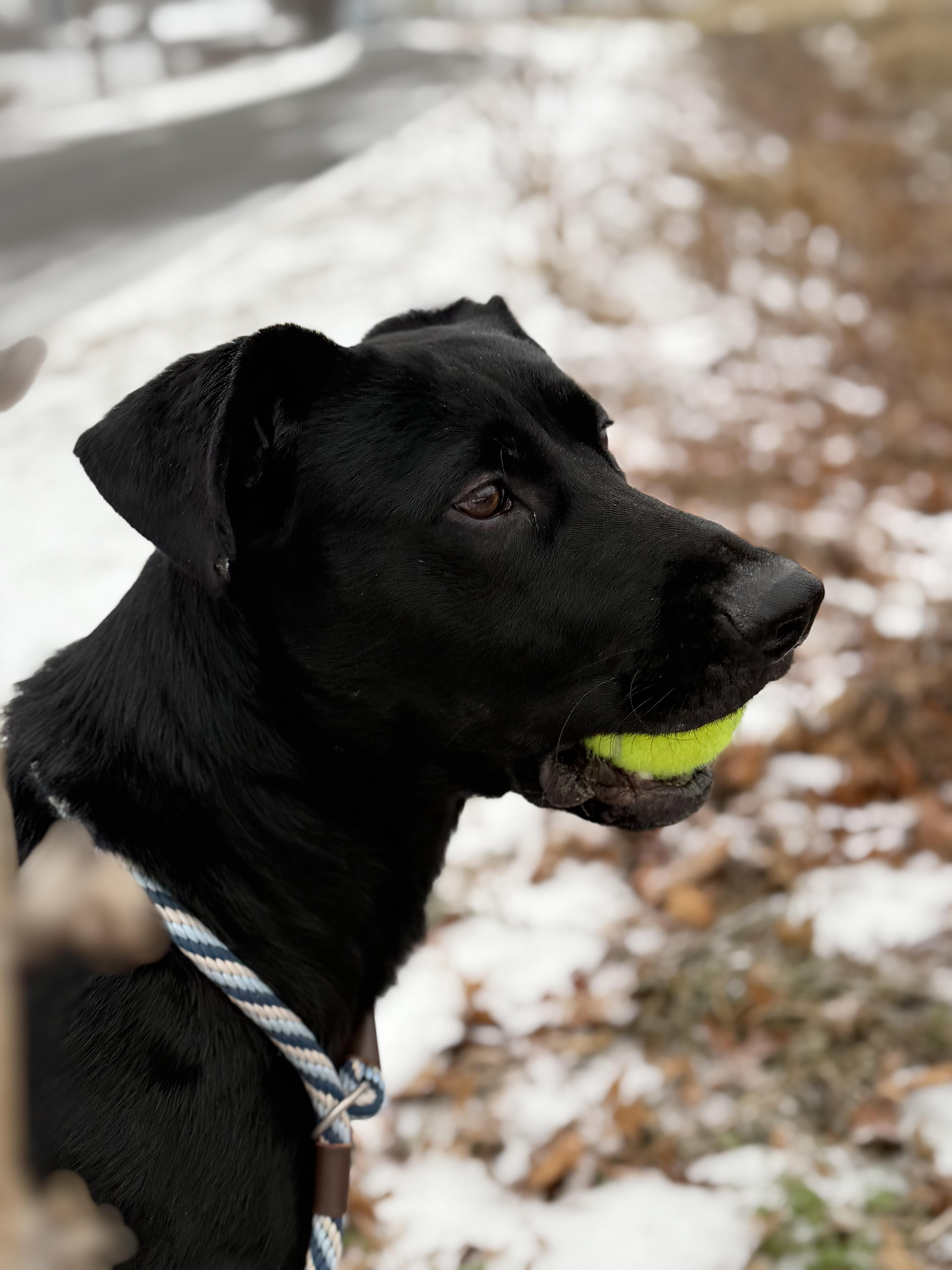 Enlarge Asher, a ADOPTABLE mixed breed in Milton, PA image 2/4