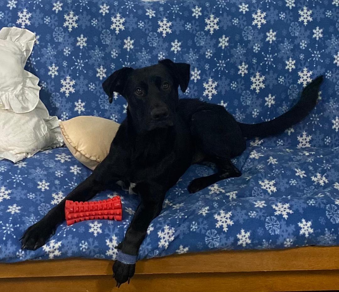 Asher, ADOPTABLE, Young Male Black Labrador Retriever.