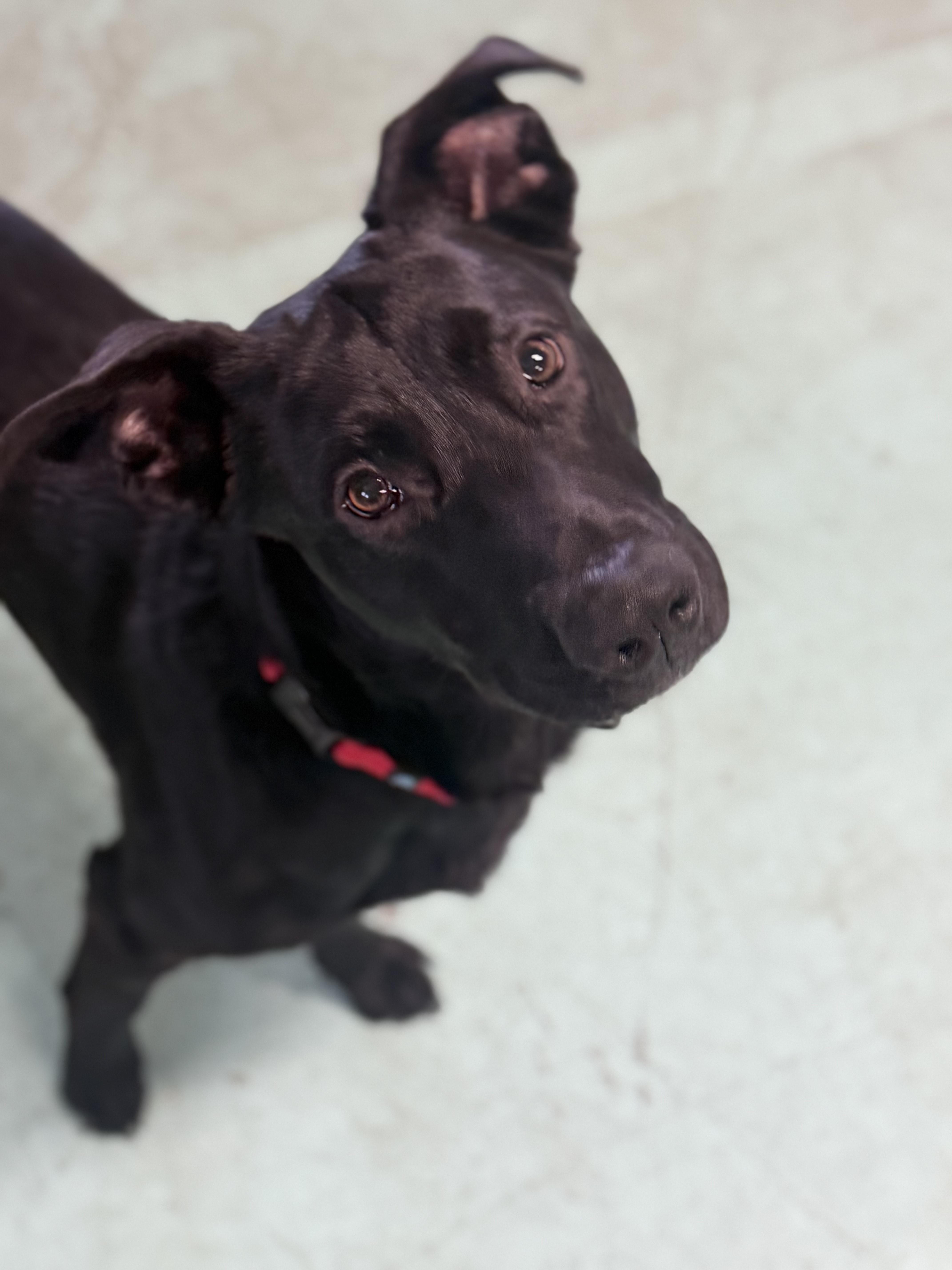 Enlarge Asher, a ADOPTABLE mixed breed in Milton, PA image 1/4