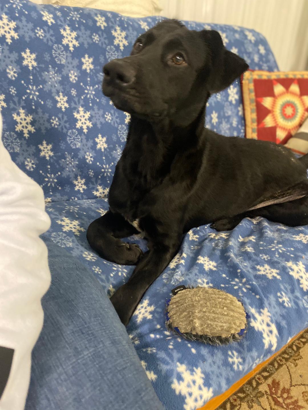 Enlarge Asher, a ADOPTABLE mixed breed in Milton, PA image 3/3