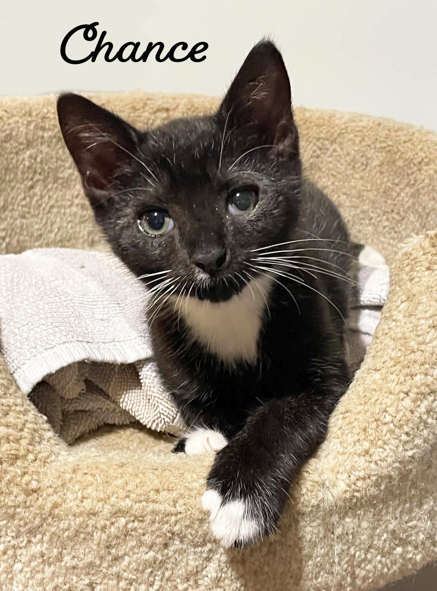 Chance, Adoptable, Kitten Male Domestic Short Hair.