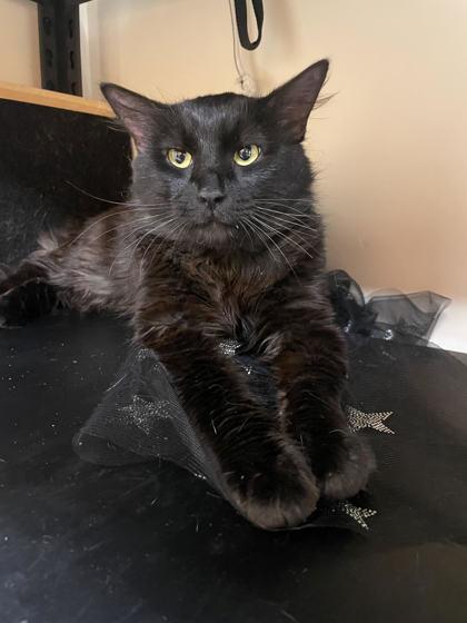 Kamaji, ADOPTABLE, Young Male Domestic Medium Hair.