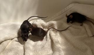 Enlarge Femur, a Adoptable Mouse in Saint Paul, MN image 6/6