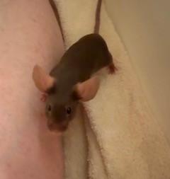 Femur, a ADOPTABLE Mouse in Saint Paul, MN image 1/5