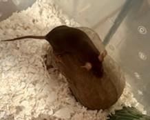 Enlarge Femur, a ADOPTABLE Mouse in Saint Paul, MN image 4/4