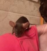 Femur, a ADOPTABLE Mouse in Saint Paul, MN image 6/6