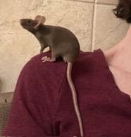 Femur, ADOPTABLE, Young Female Mouse.