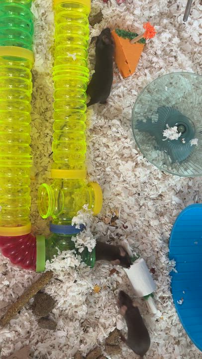 Enlarge Femur, a ADOPTABLE Mouse in Saint Paul, MN video 5/5