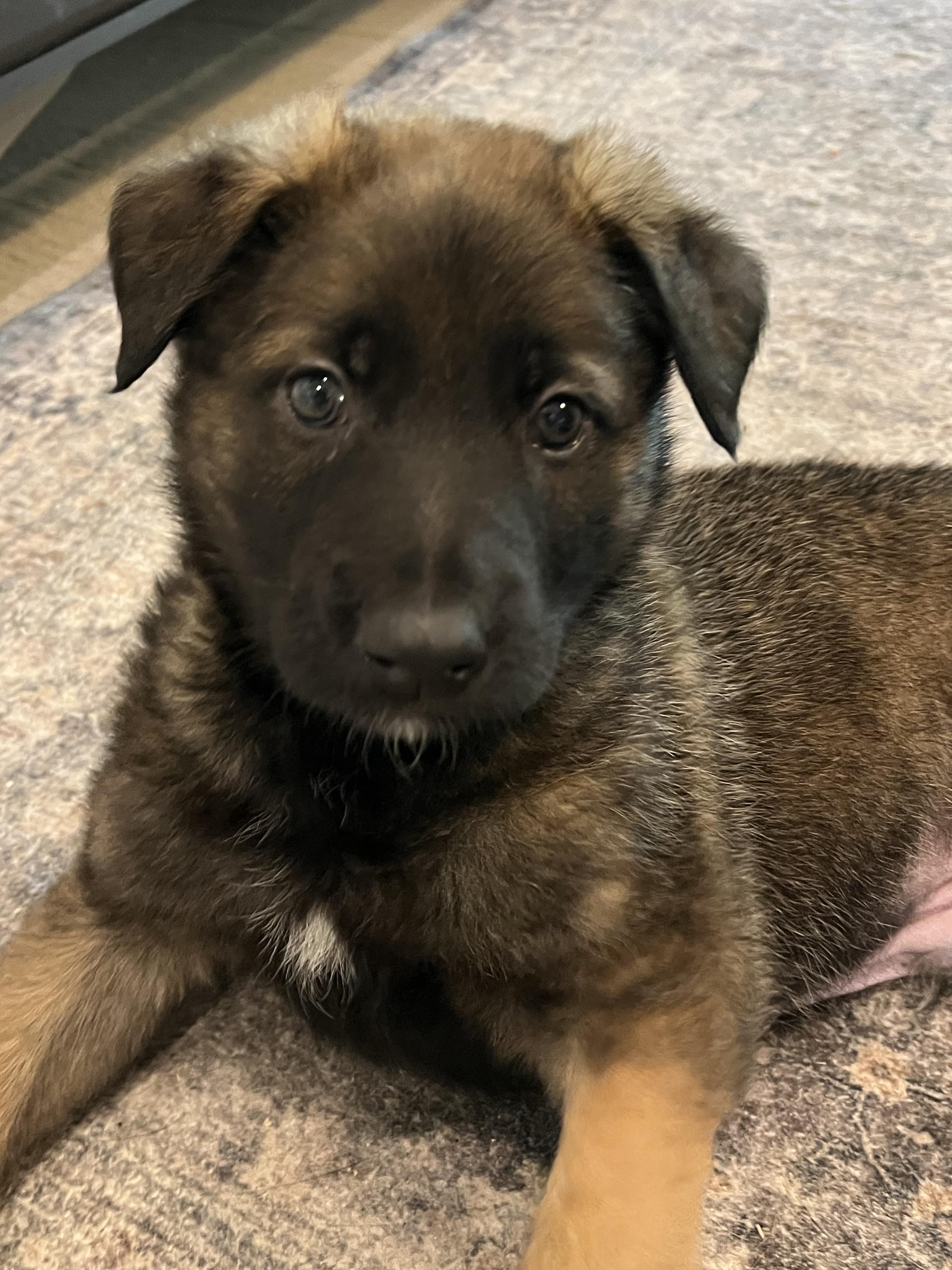 Winter Weather Litter’s Sleet, Adopted, Young Male Belgian Shepherd / Malinois.