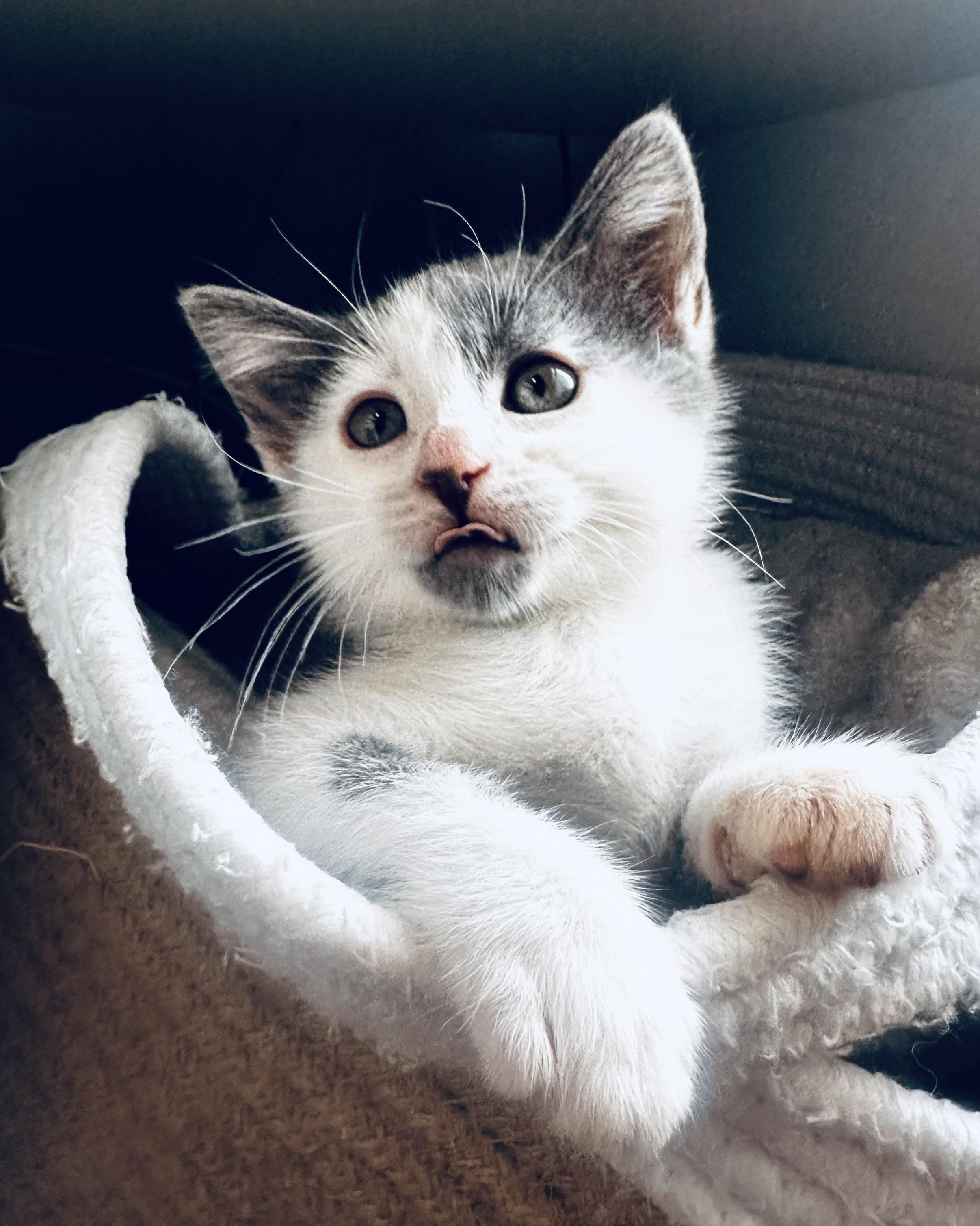 Enlarge Baby Ruth, a Adopted Domestic Short Hair in San Francisco, CA image 3/6