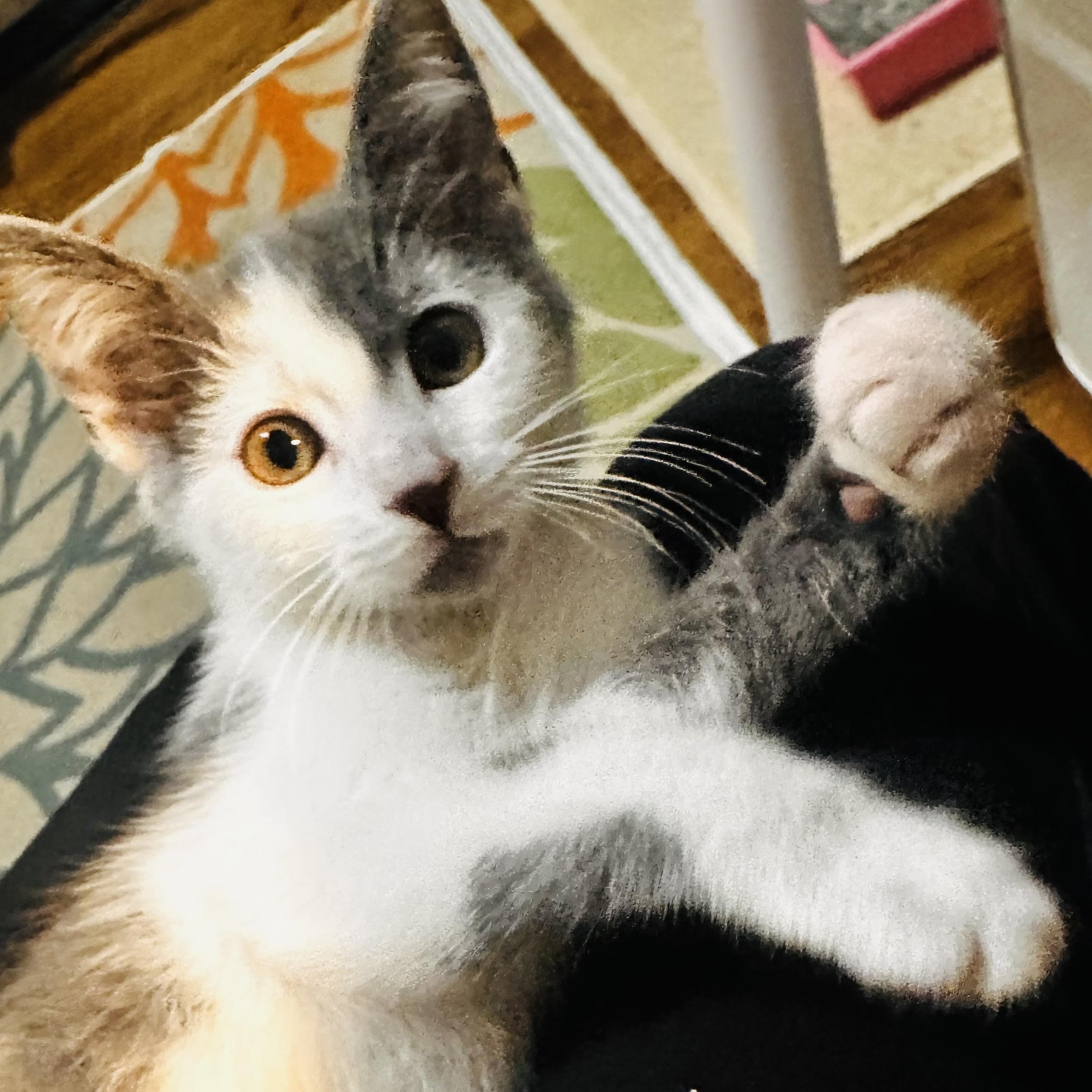 Enlarge Baby Ruth, a Adopted Domestic Short Hair in San Francisco, CA image 6/6