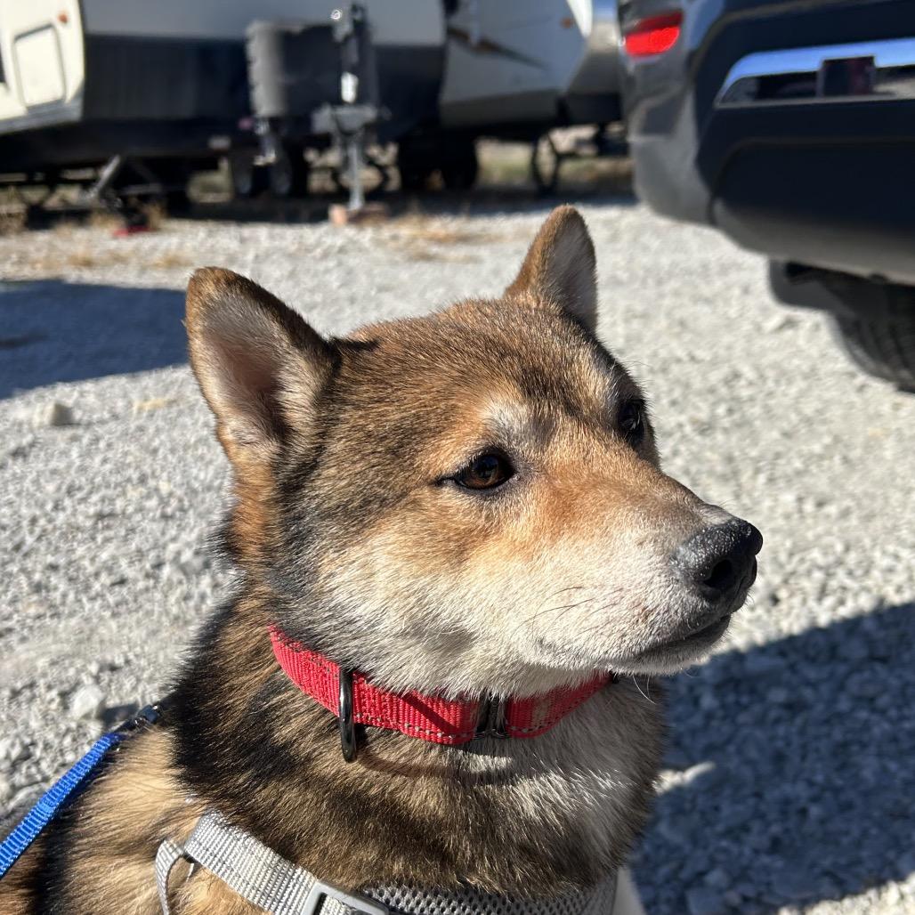 Hachi, Adoptable, Adult Male Shiba Inu.