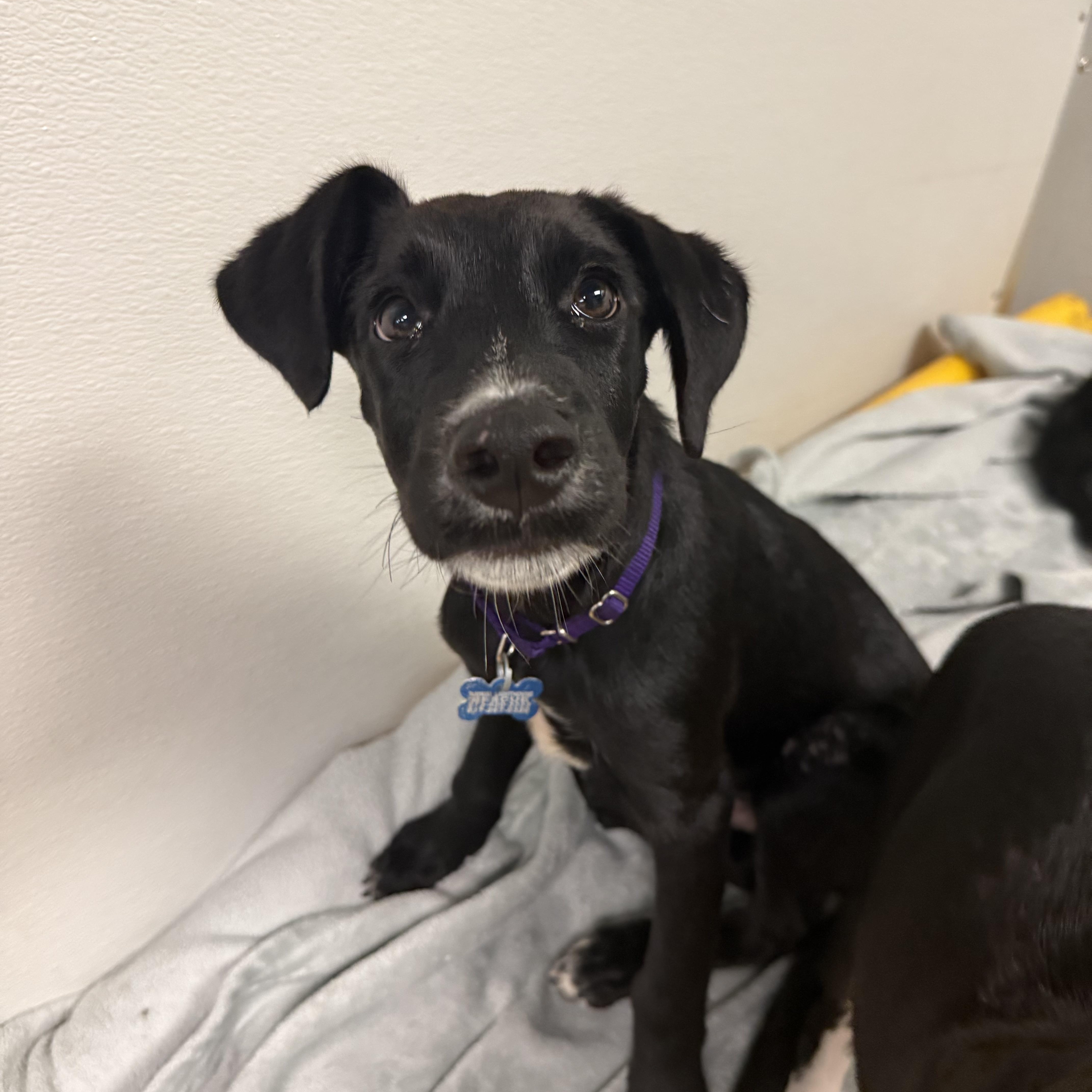 Archie
