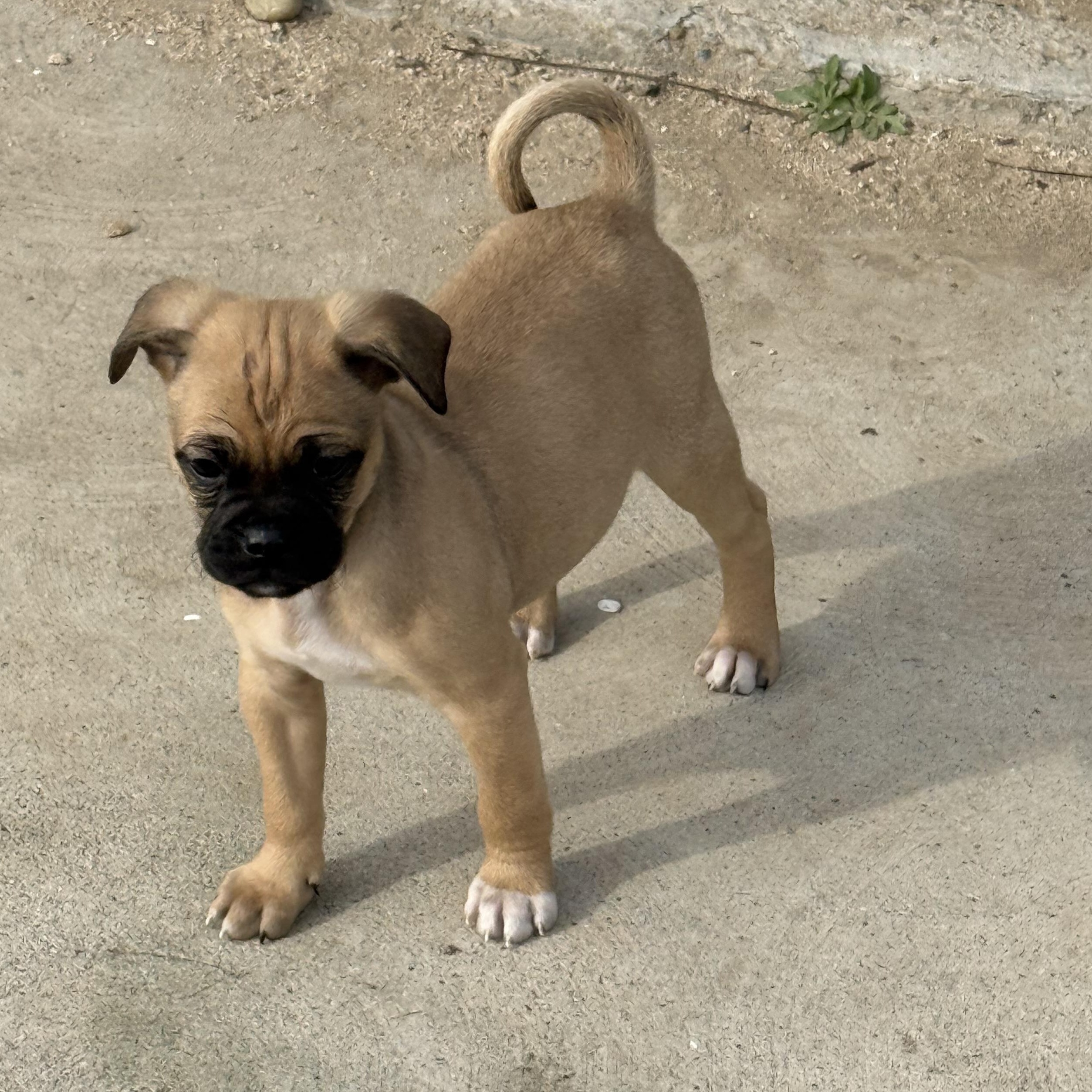 John Cena, adopted, Puppy Male Pug & Puggle.