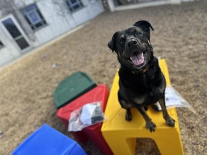 Kova (Unfurr-getables), Adoptable, Adult Male Mixed Breed & Mixed Breed.