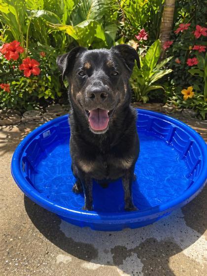 Enlarge Kova (Unfurr-getables), a Adoptable mixed breed in New Orleans, LA image 2/2