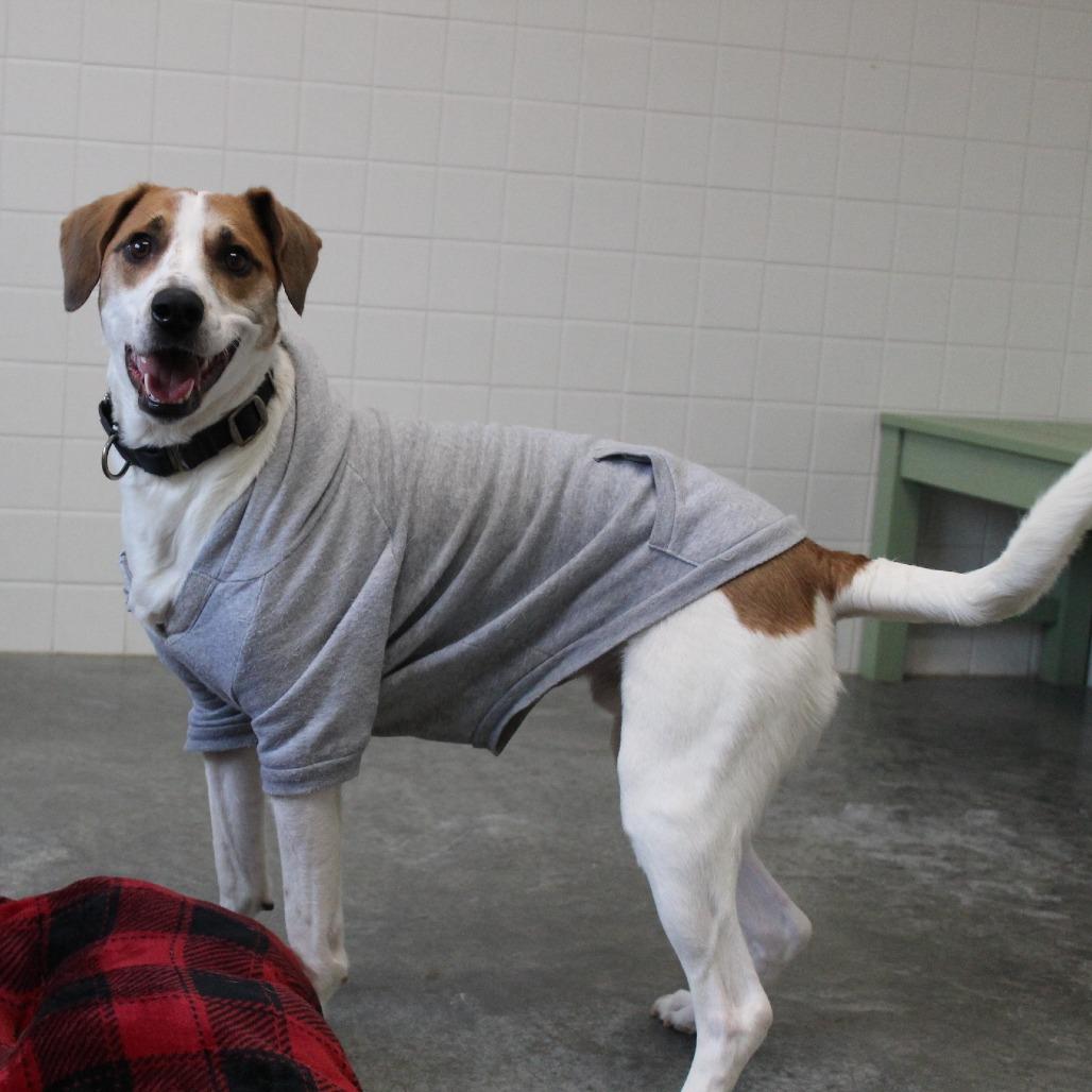 Pete, Adoptable, Adult Male Beagle & Mixed Breed.