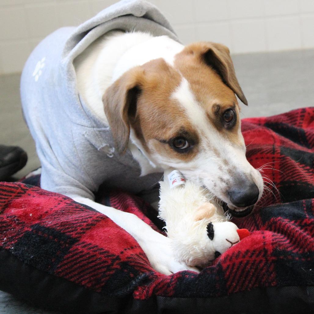 Enlarge Pete, a Adoptable mixed breed in Melbourne, KY image 2/6