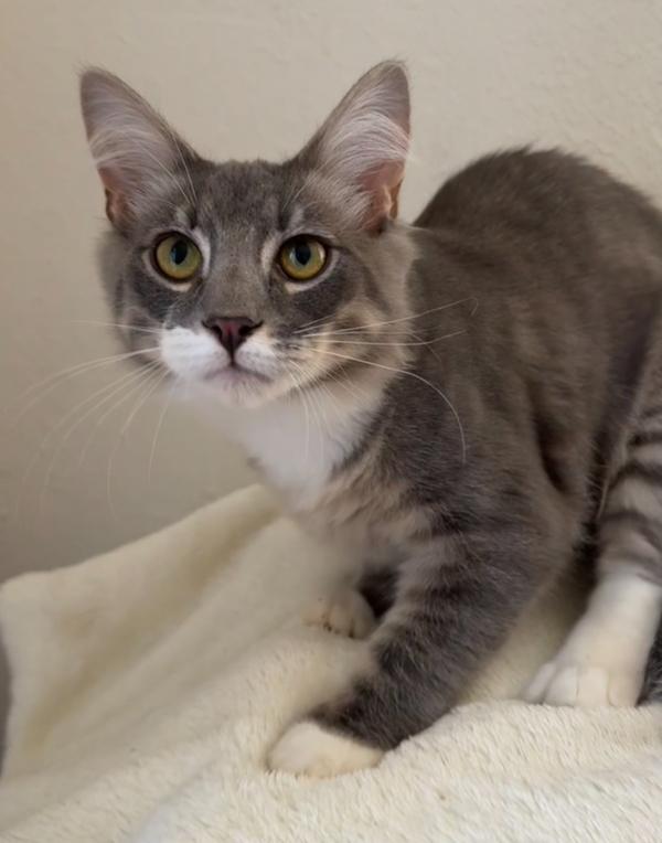 Enlarge Bramble, a Adoptable mixed breed in Salisbury, MD image 1/1