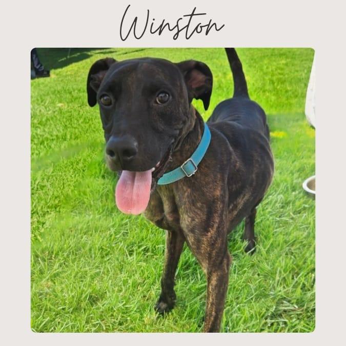 WINSTON, a Adoptable mixed breed in San Juan Capistrano, CA image 1/5