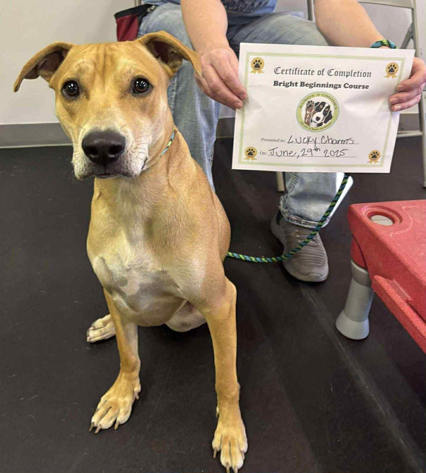 Lucky Charms, Adoptable, Adult Male Labrador Retriever.