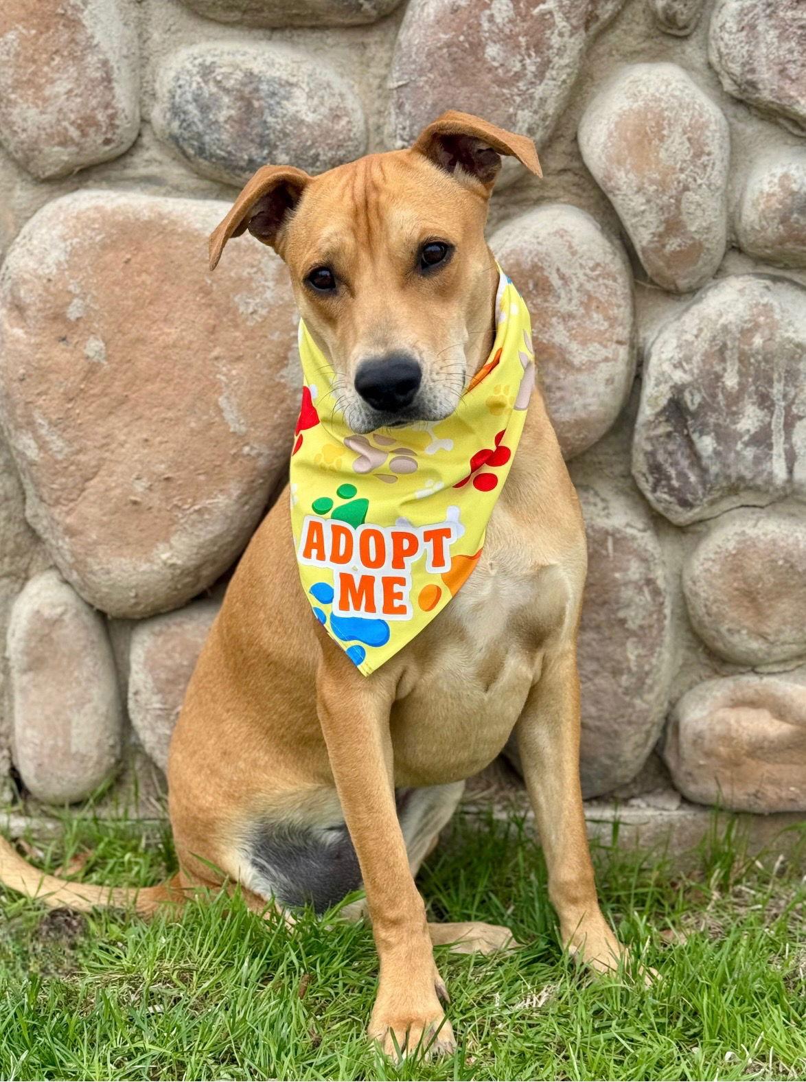 Lucky Charms, a Adoptable Labrador Retriever in Salt Lake City, UT image 1/3