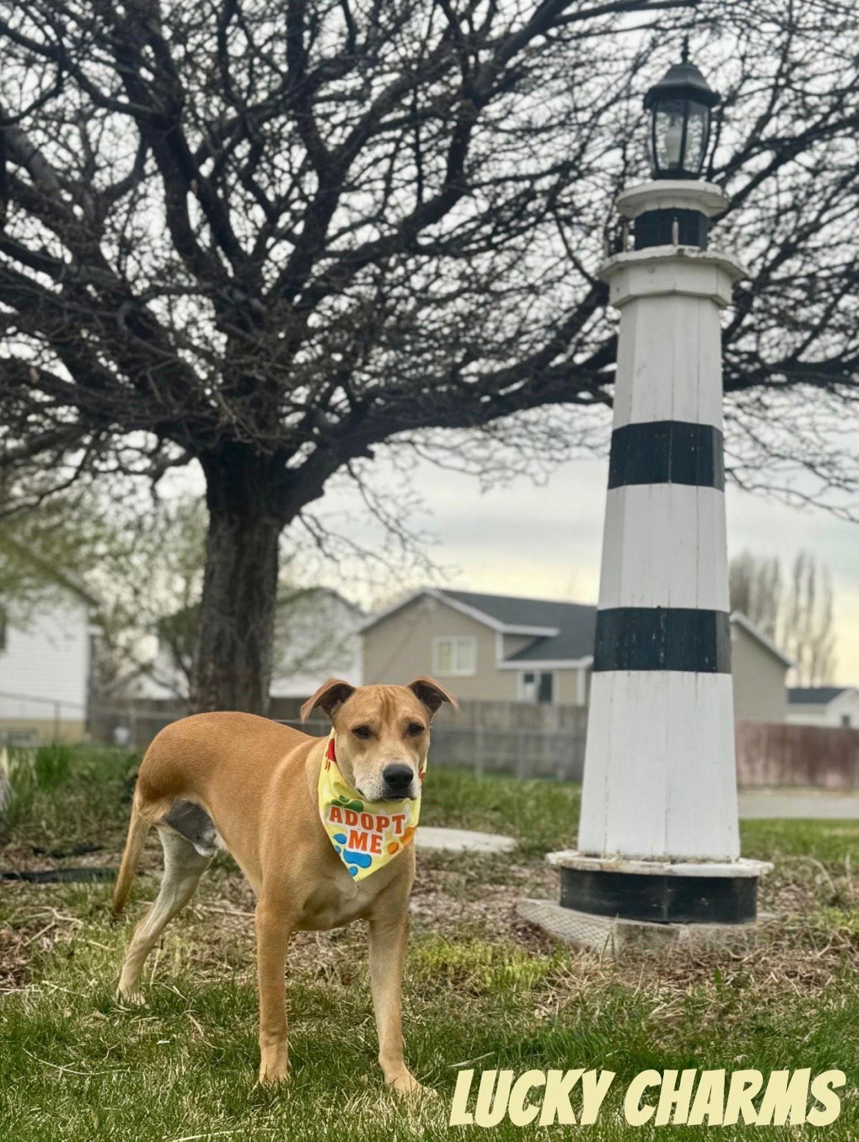 Lucky Charms, a Adoptable Labrador Retriever in Salt Lake City, UT image 3/3