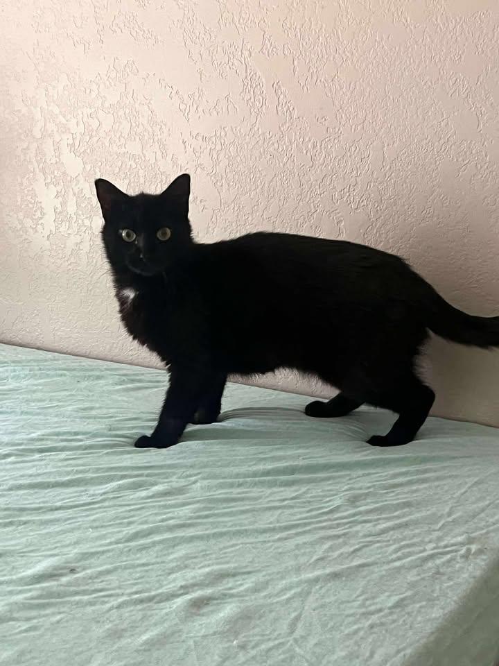 Caroline, Adoptable, Young Female Domestic Short Hair.