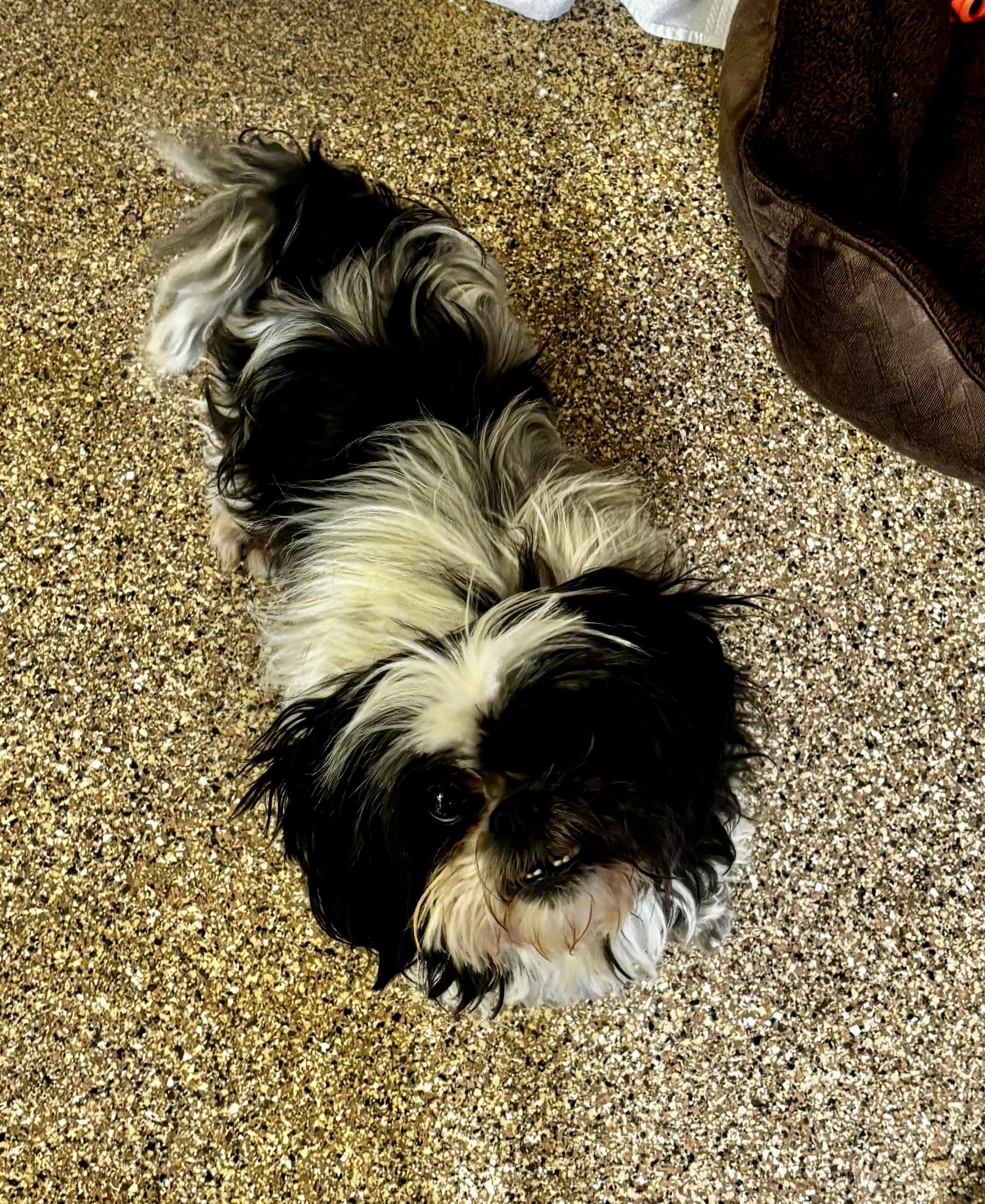 Enlarge Gordo, an adopted Shih Tzu in Sierra Vista, AZ image 1/1