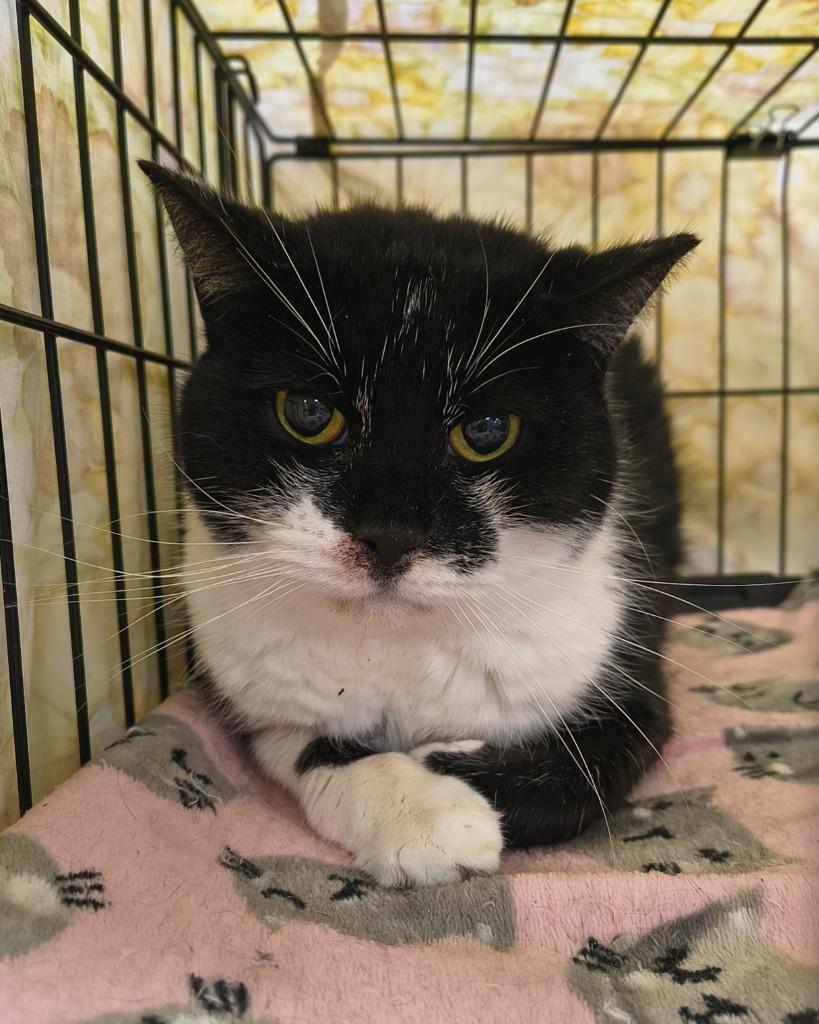 Enlarge Toto, a Adoptable mixed breed in Maryville, TN image 1/1