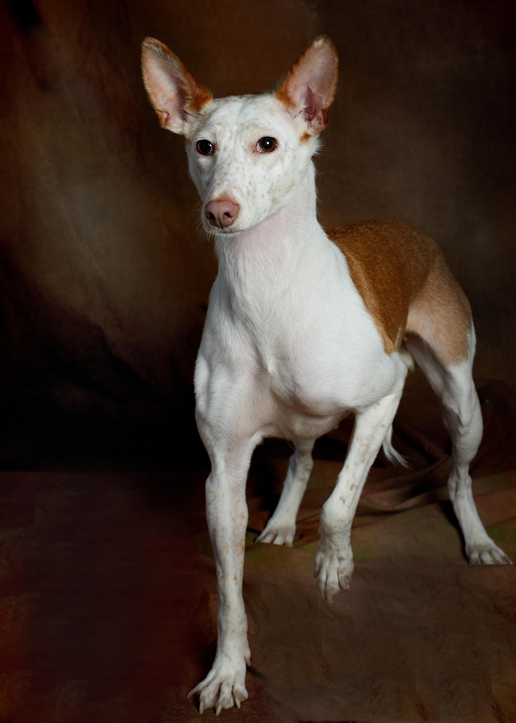 Enlarge Juniper (Reduced Fee. Shy Girl.), a Adoptable mixed breed in HANSON, MA image 1/6